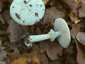 Citromgalóca (Amanita citrina), Őrség